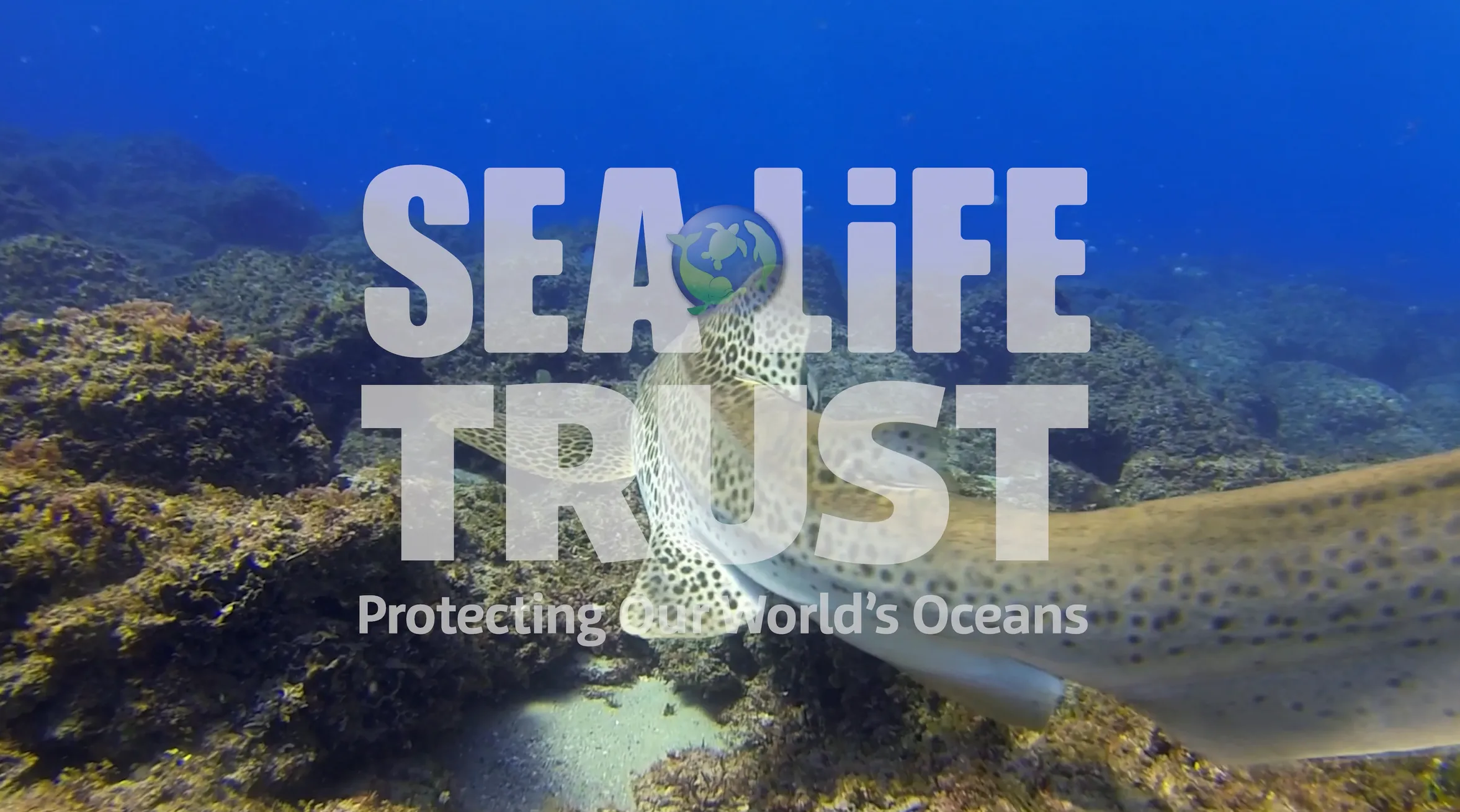 Sltrustvideo
