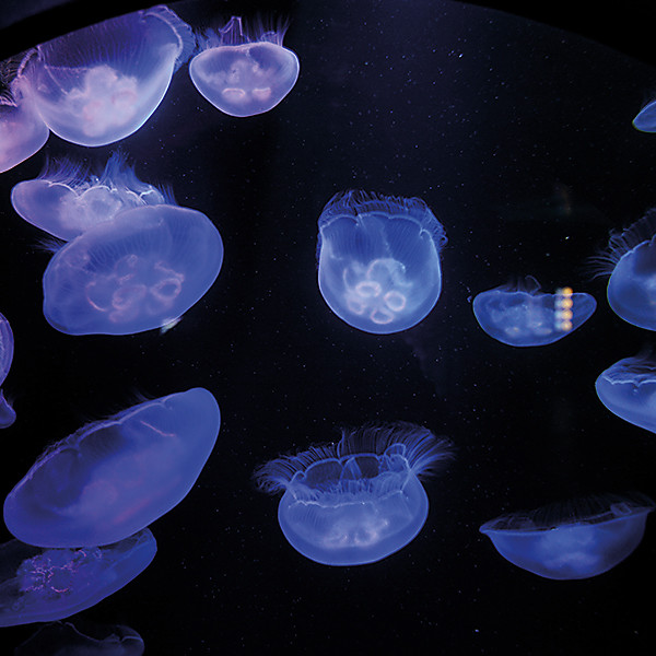 9610 3 A Group Of Jellyfish Is Called A Bloom Cropped