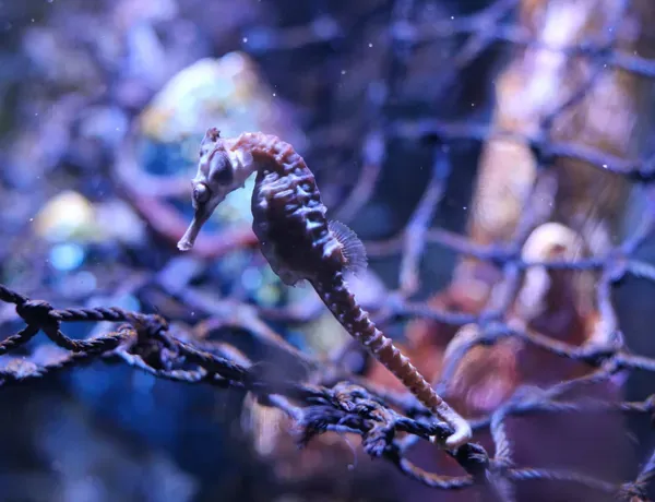 Long Snout Seahorse