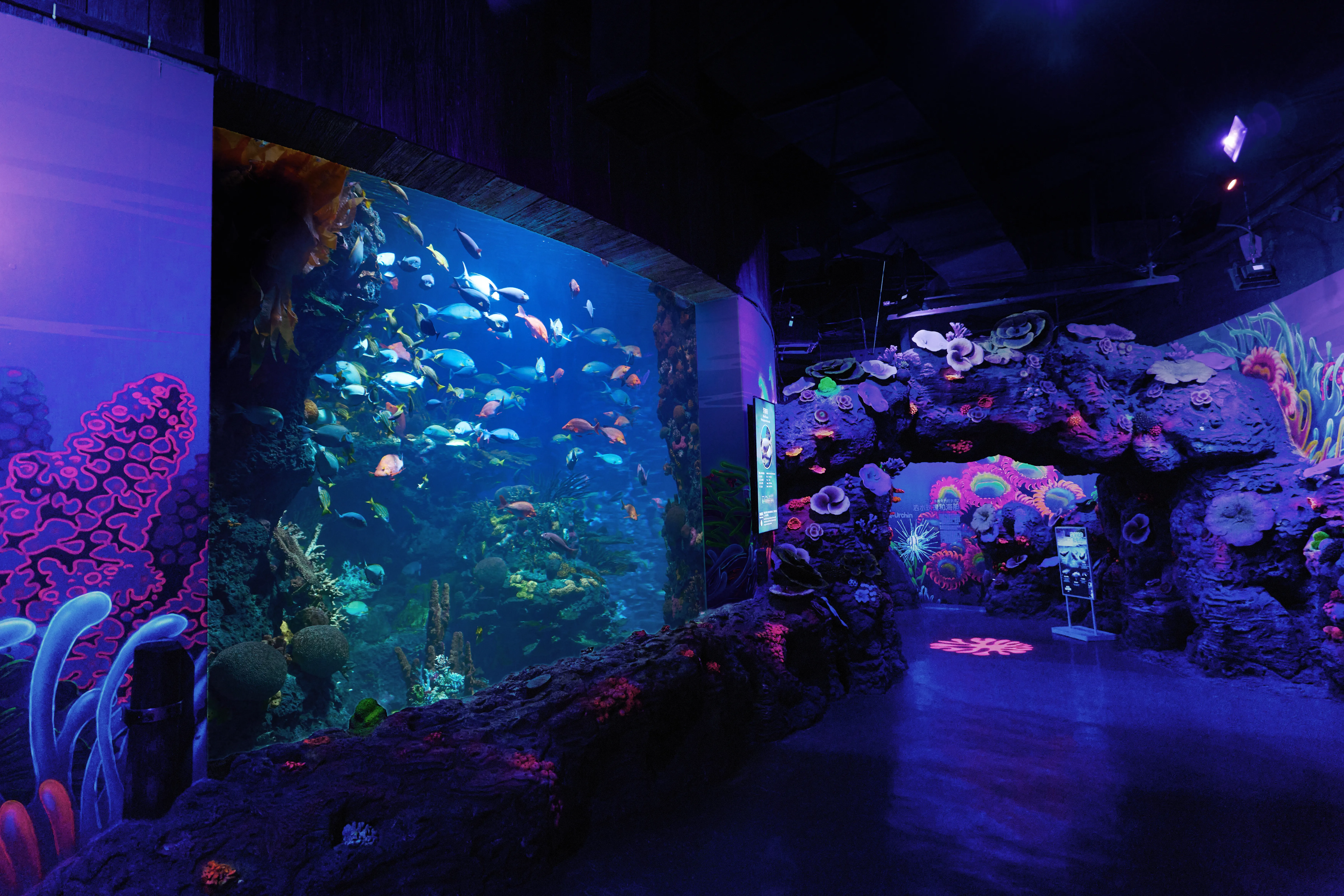 Coral Reef (1)