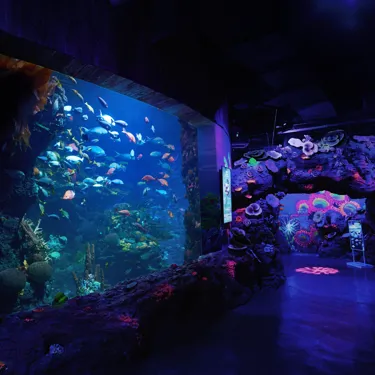 Coral Reef (1)
