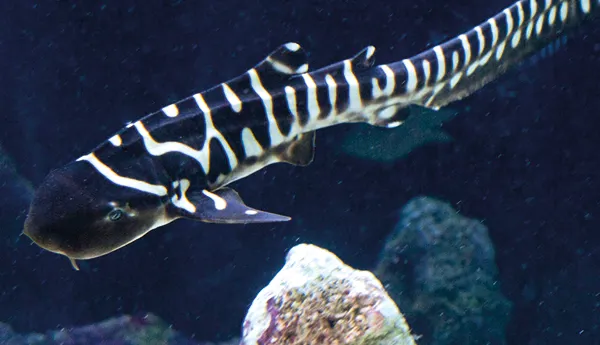 Baby shark
