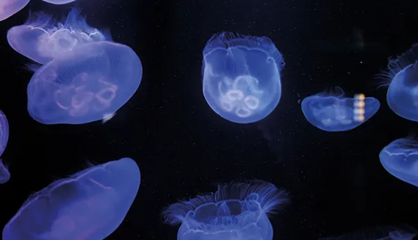 A bloom of jellyfish