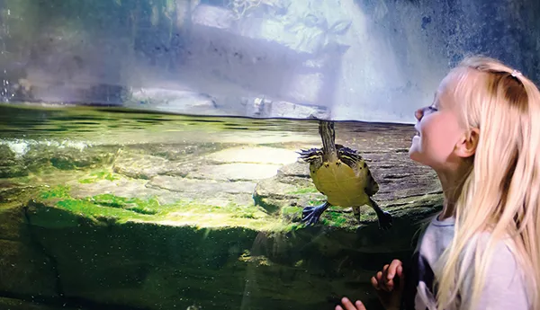 Girl looking at a group of turtles