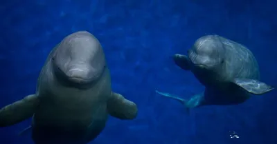 Beluga Whales