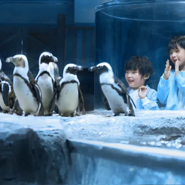 Peguin New Home