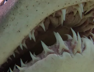 Sharkk Tooth Sharks | Official SEA LIFE Website