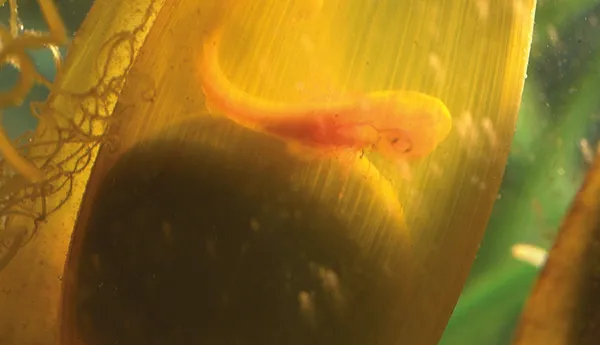 Shark embryo