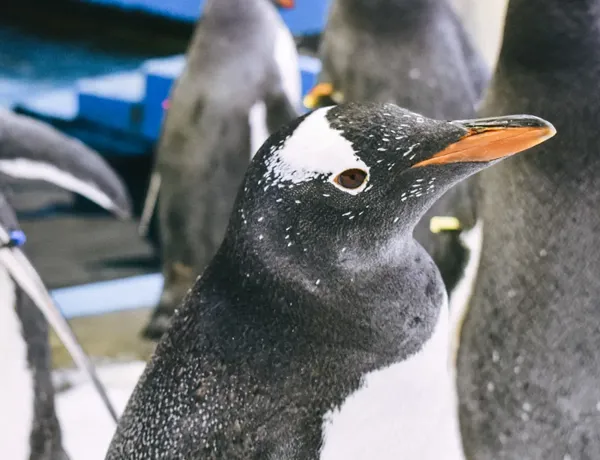 Penguinpassport Banner