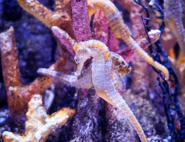 Seahorse Bangkok2