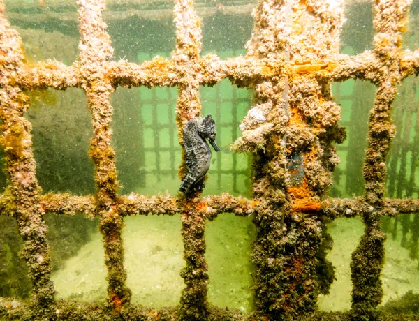 Whites Seahorse