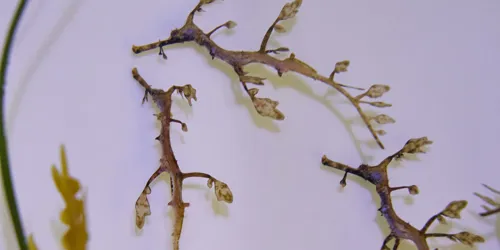 Weedy Sea Dragon 8
