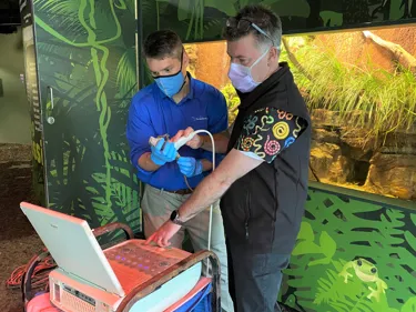 ‘Boyd's Forest Dragon Sex Change - Sea Life Melbourne’