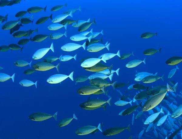 Molokini School Of Fish