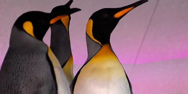 Penguins Pruple