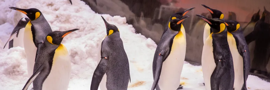 Penguins 31