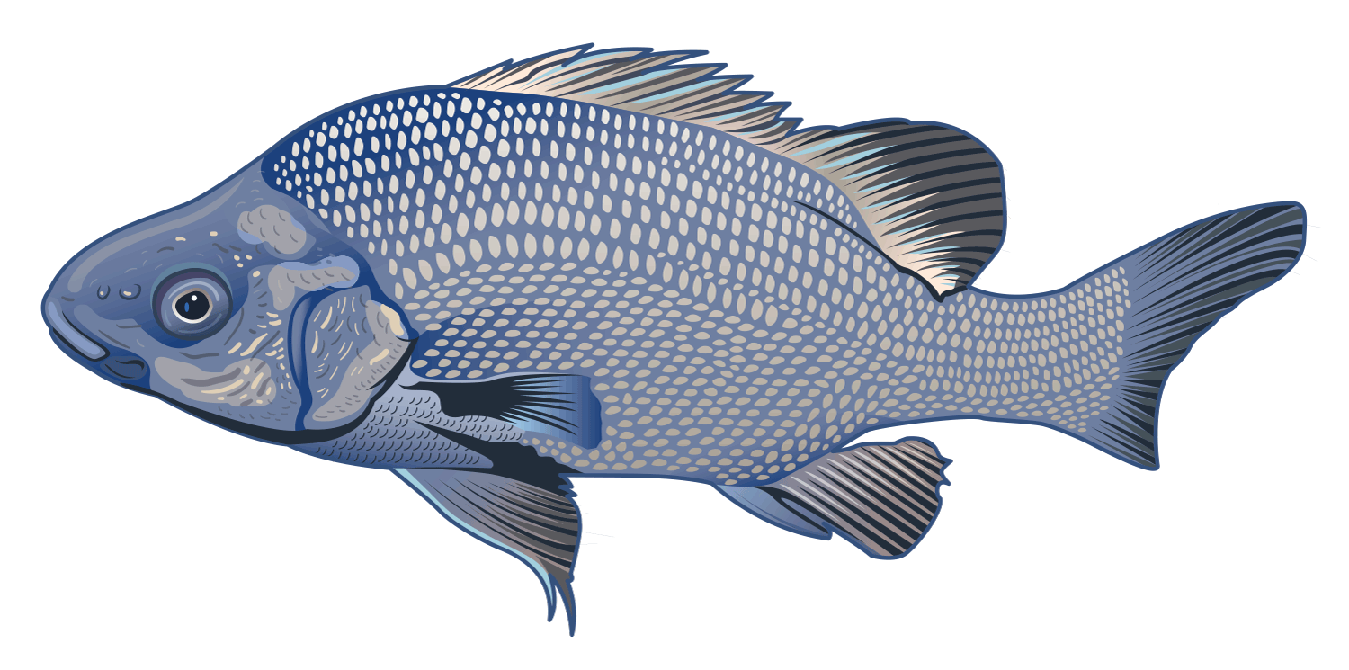Maccasfish