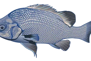 Maccasfish