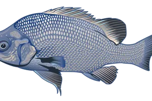 Maccasfish