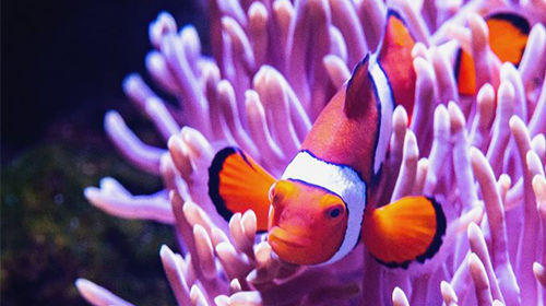 Clownfish Ap
