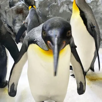 Odin - King penguins at SEA LIFE Melbourne