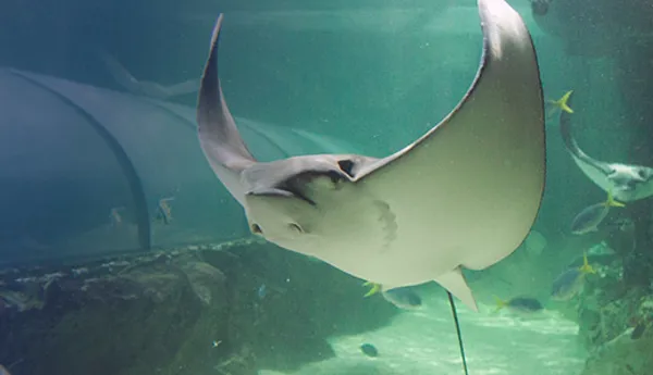 Australian Rays Australian Open| SEA LIFE Melbourne