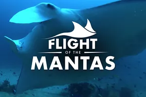 Flight Of The Mantas VR
