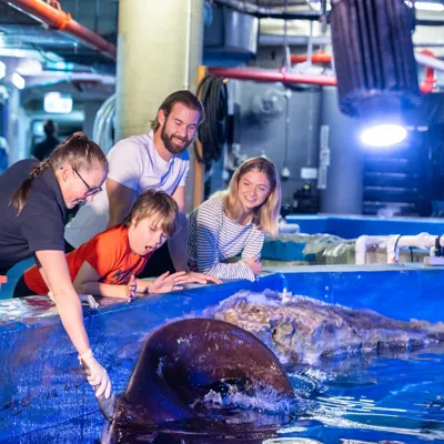 SEALIFE Rayencounter