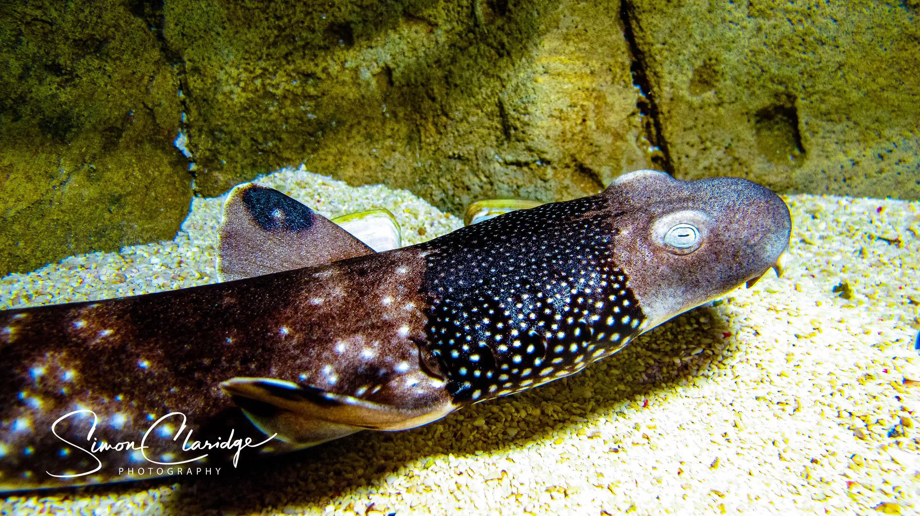 Necklace Carpet Shark