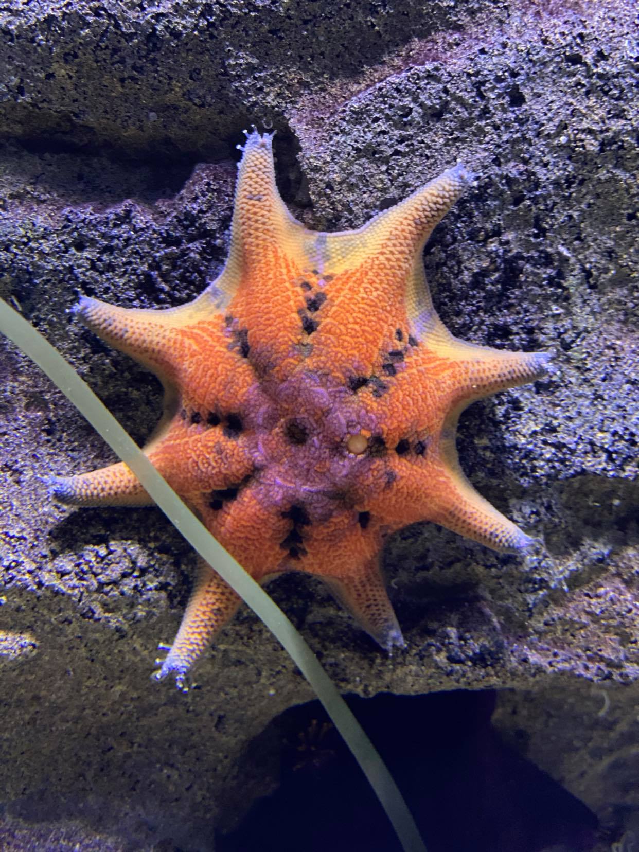 Sea Stars (AKA Starfish) | SEA LIFE Melbourne Aquarium
