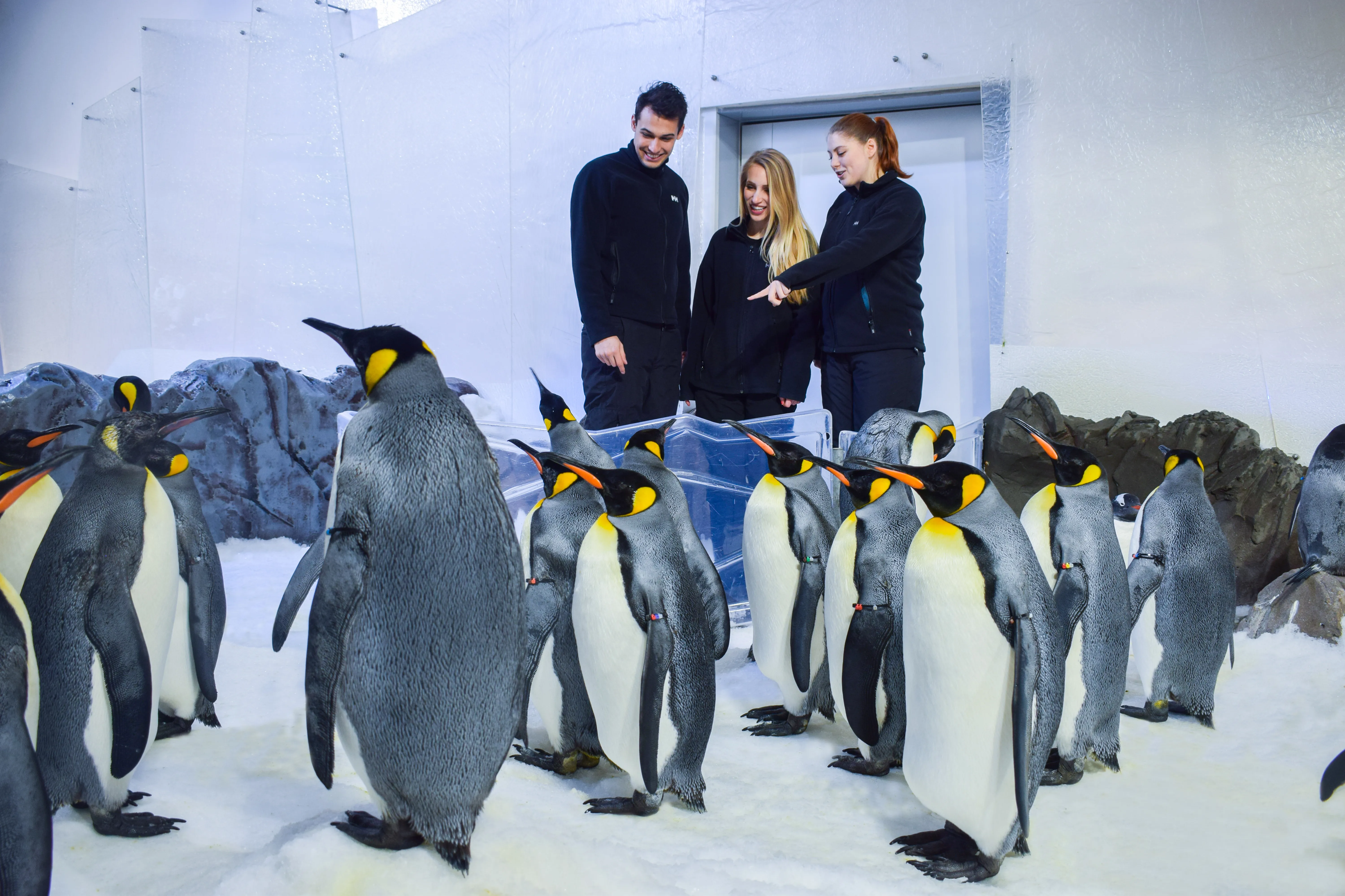 SLMA Penguin Passport