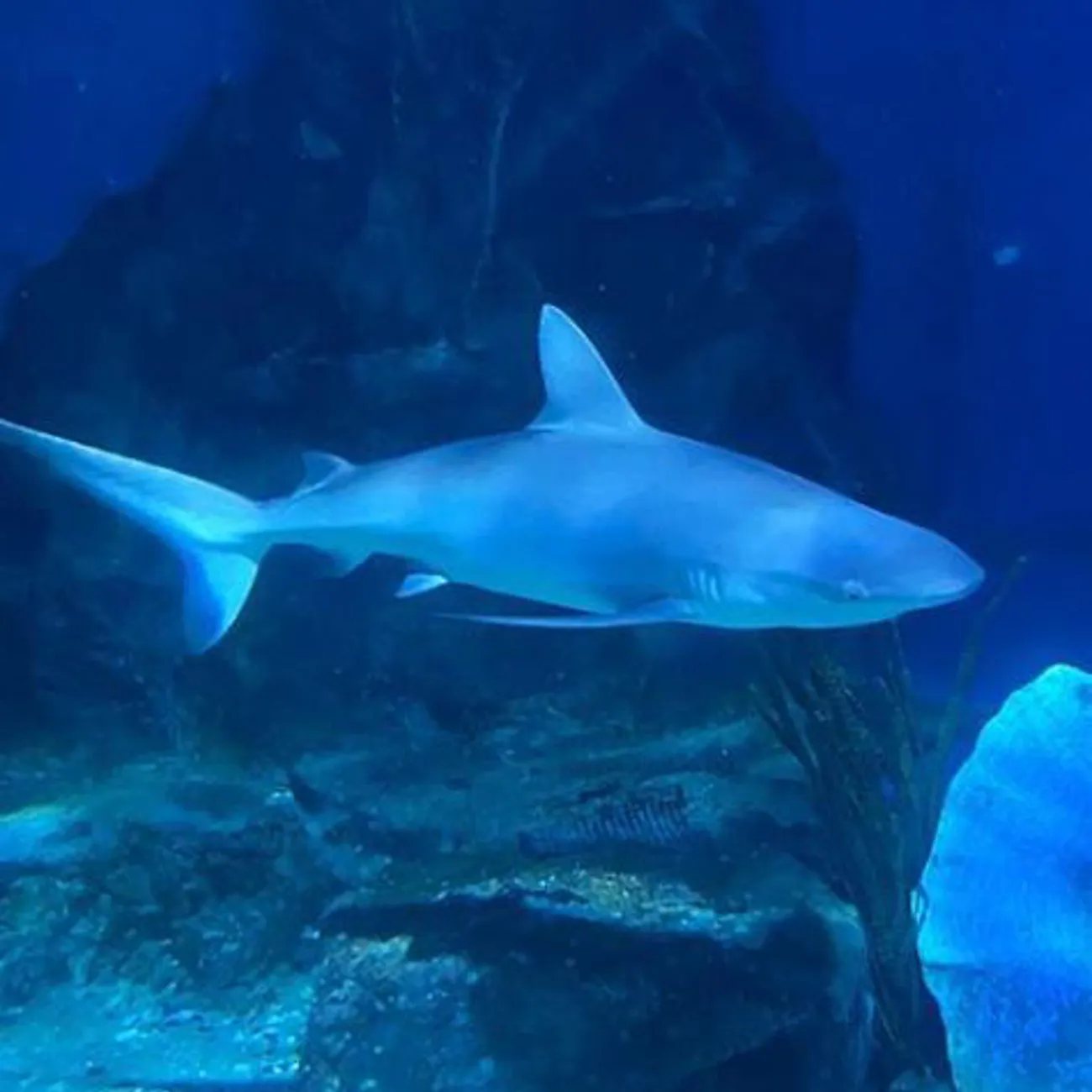 Learn About Melbourne Aquarium Sharks SEA LIFE Melbourne