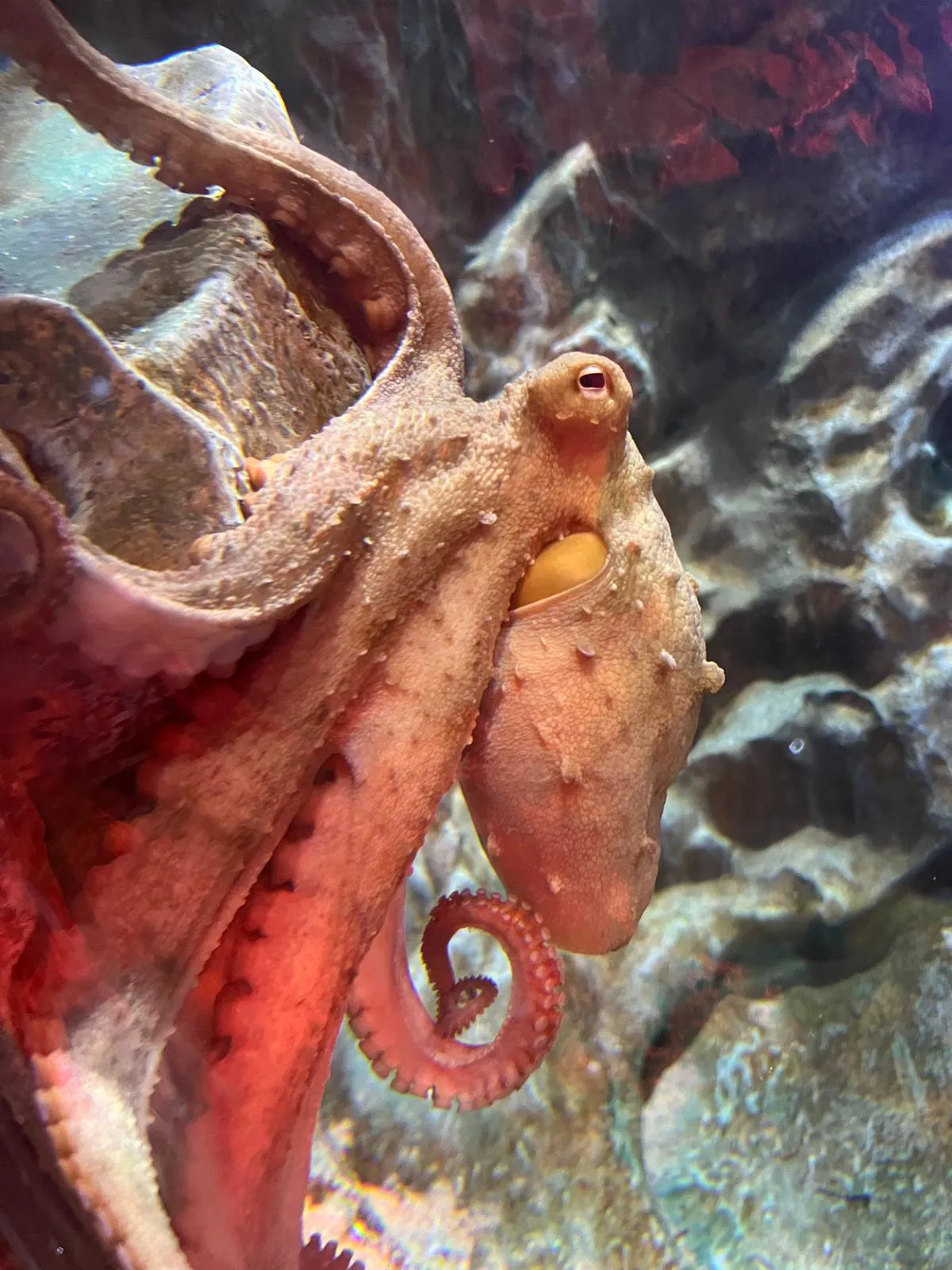 Fuzz The Gloomy Octopus At SEA LIFE Melbourne Aquarium 03 (1)