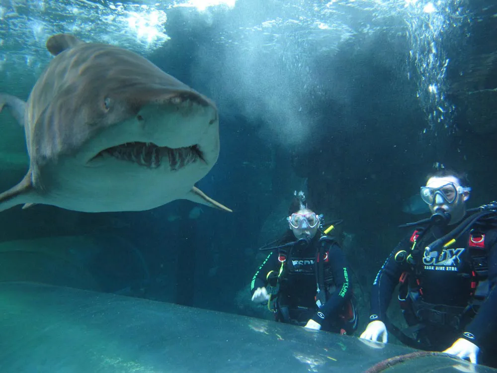 Shark Dive Xtreme