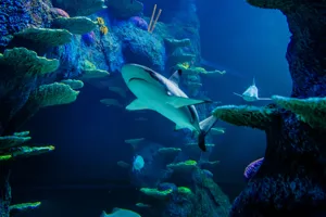 Sharks Mobile Image SLMA