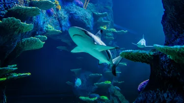 Sharks Mobile Image SLMA