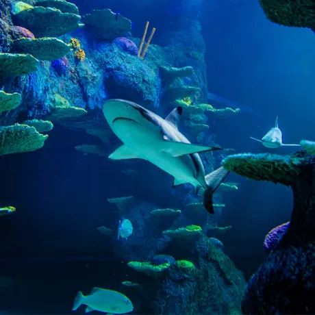 Sharks Mobile Image SLMA