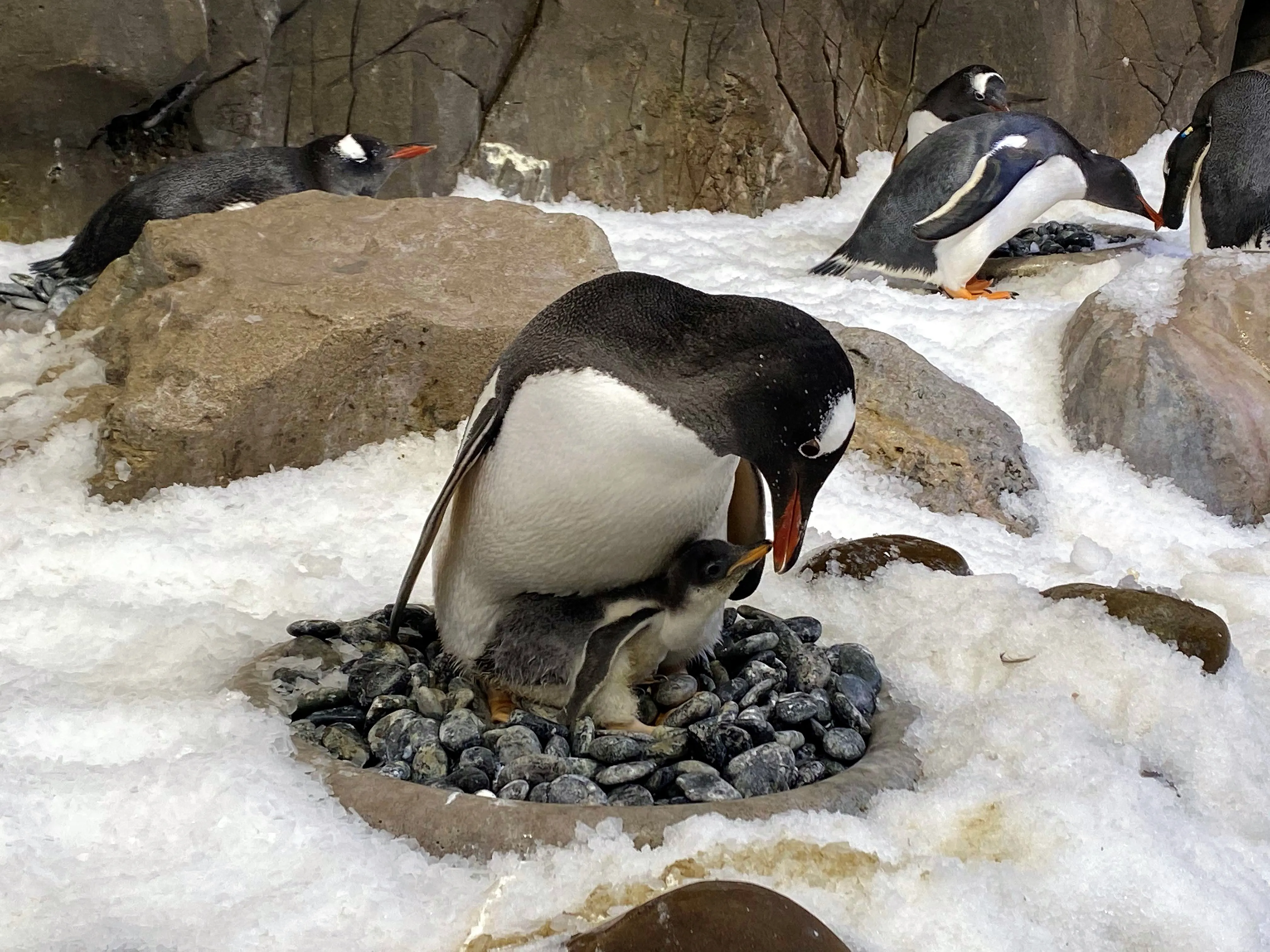 Gentoo Chicks 25.11.20 2