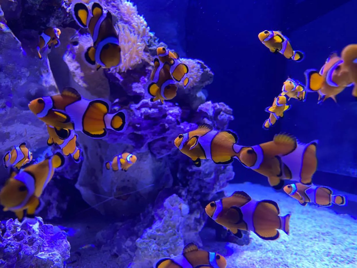 Clownfish