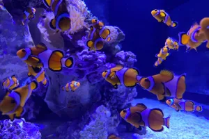 Clownfish