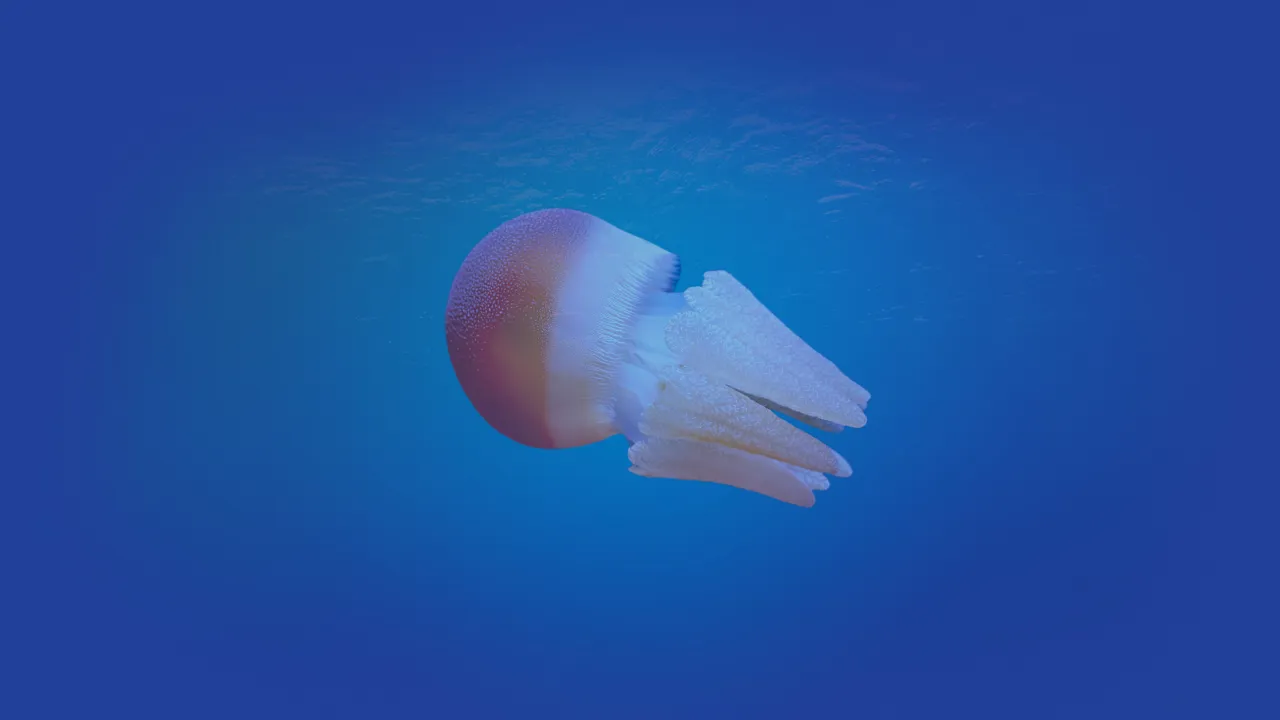 Jelly Desktop