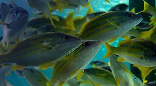 Bluestripe Snapper in SEA LIFE Melbourne Aquarium