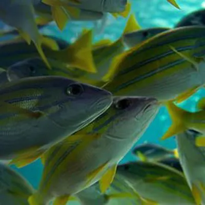 Bluestripe Snapper in SEA LIFE Melbourne Aquarium