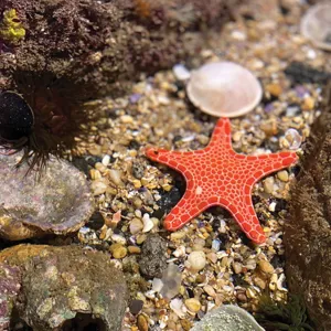 Sea Star Mobile Image SLMA