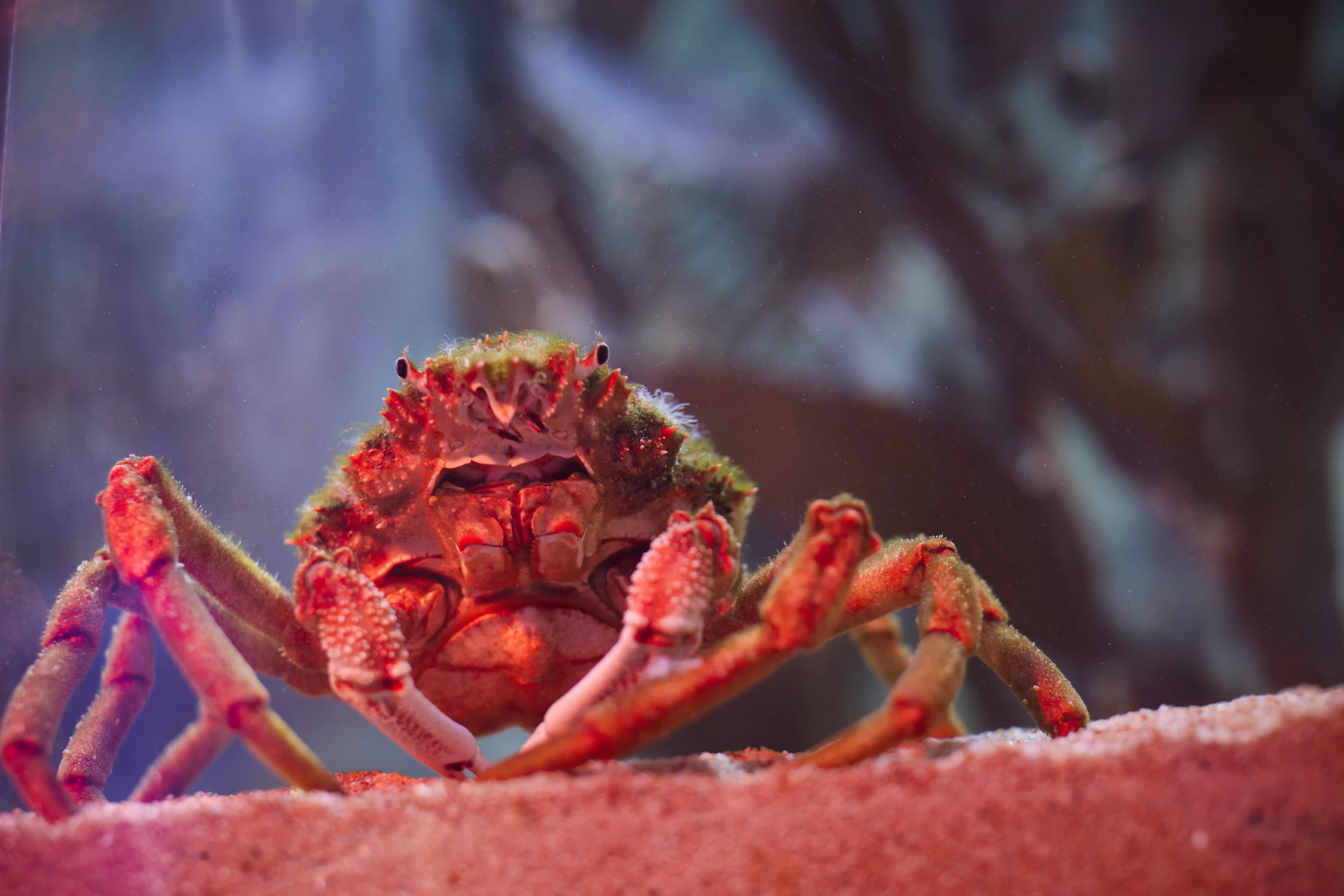 00027 SLMA Rockyshores2025 [USE GLOBAL] [EXP INPERP] Hermit Crab