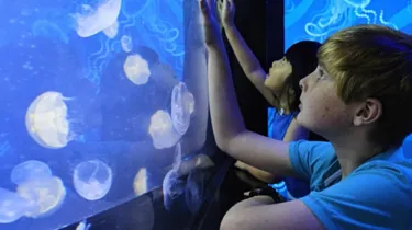 Jellies Mobile Image SLMA