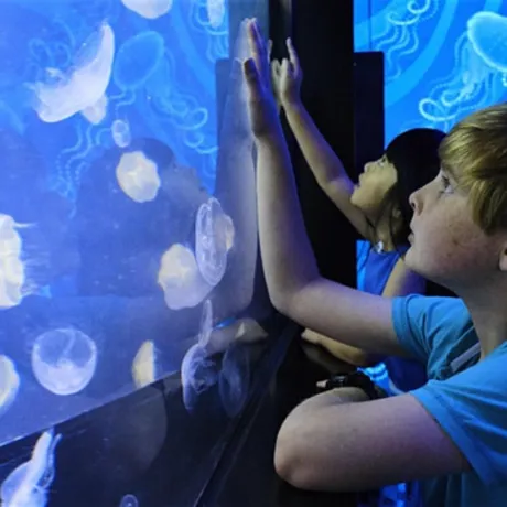 Jellies Mobile Image SLMA