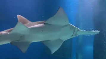 Sawfish