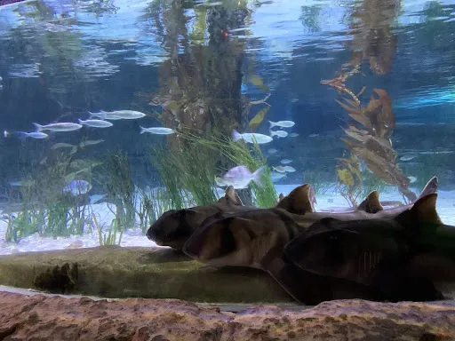 Port Jackson Sharks