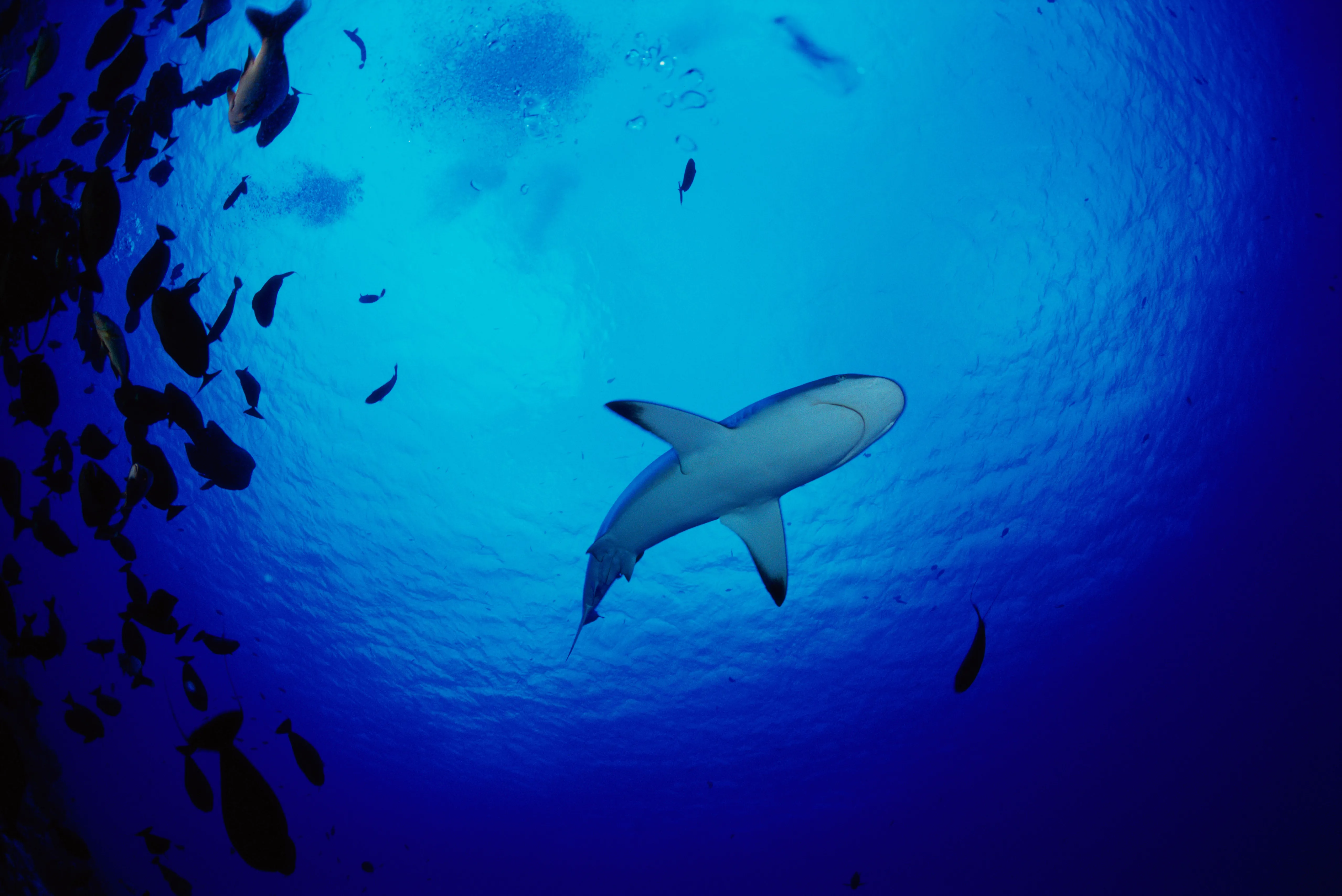 Shark Swimming